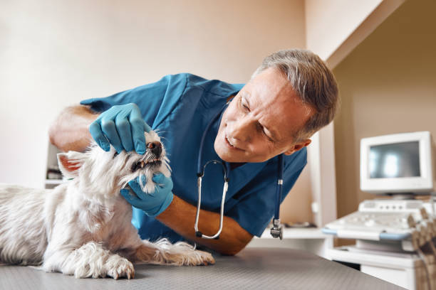 Best Walk-In Dentist Near Me  in Lexington, WA